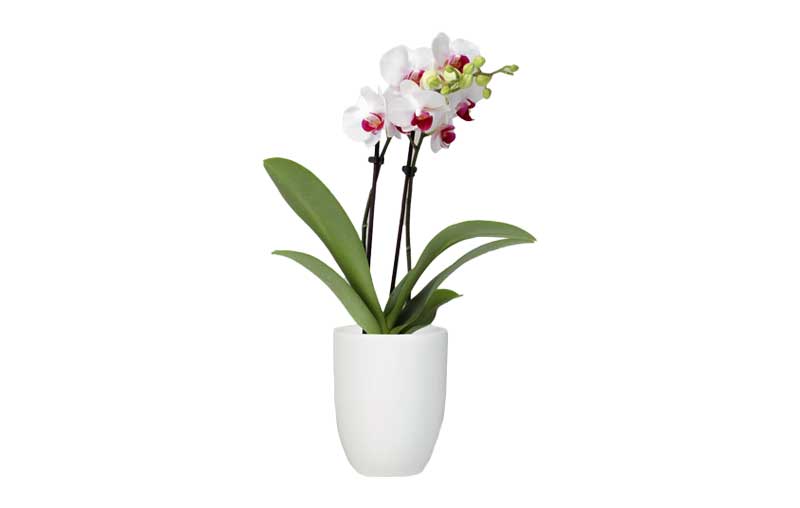 Practical Housewarming Gifts White Orchid in White Planter