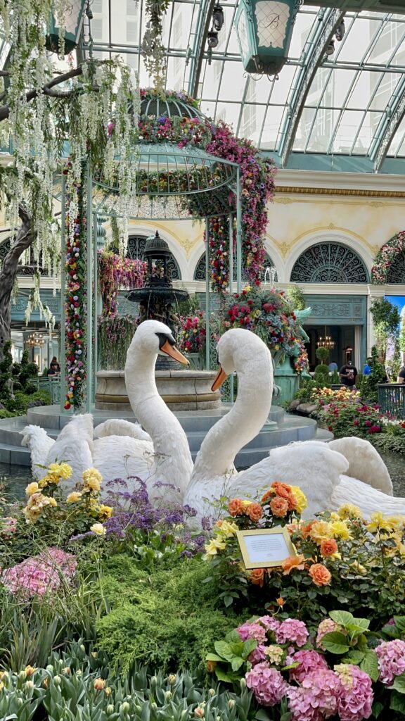 Swans at the Bellagio Garden Las Vegas